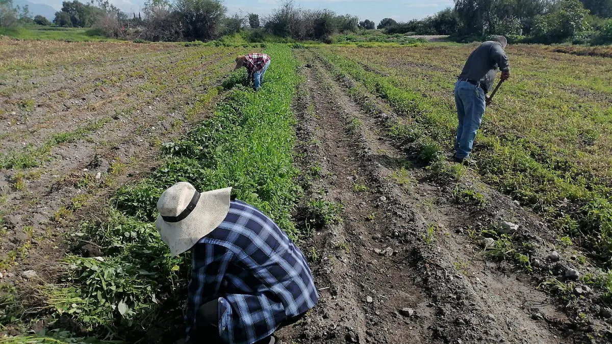 CAMPESINOS MARTES TRES (2)